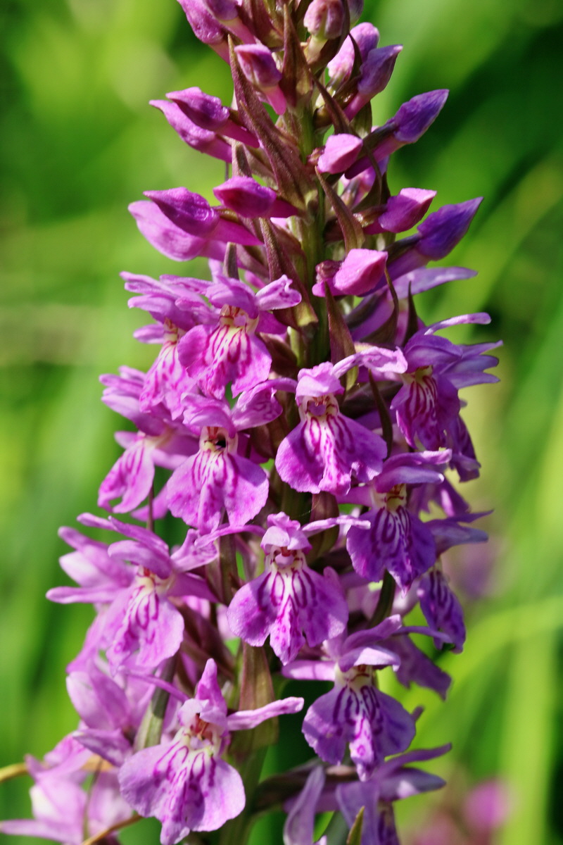 RNA_2017_05_31_7444p_Bildgr��e �ndern