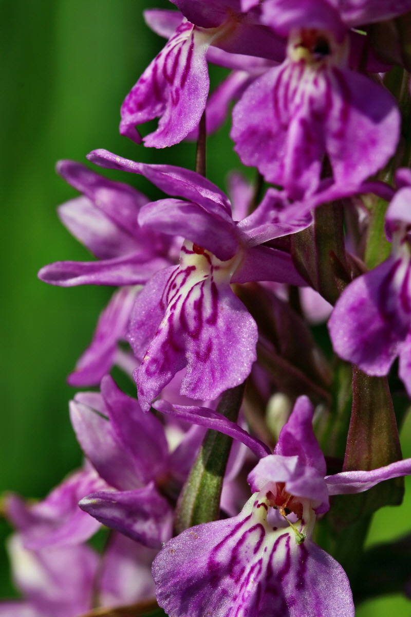 RNA_2017_05_31_7455p_Bildgr��e �ndern