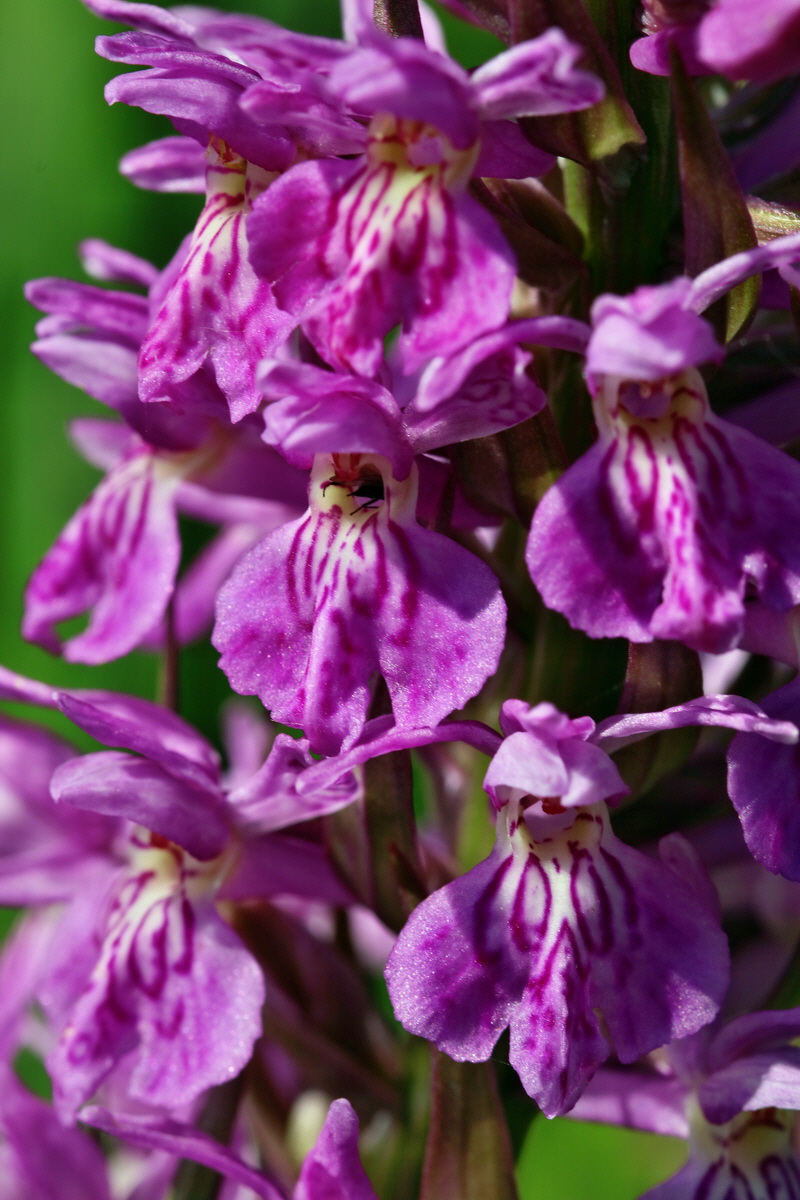 RNA_2017_05_31_7457p_Bildgr��e �ndern