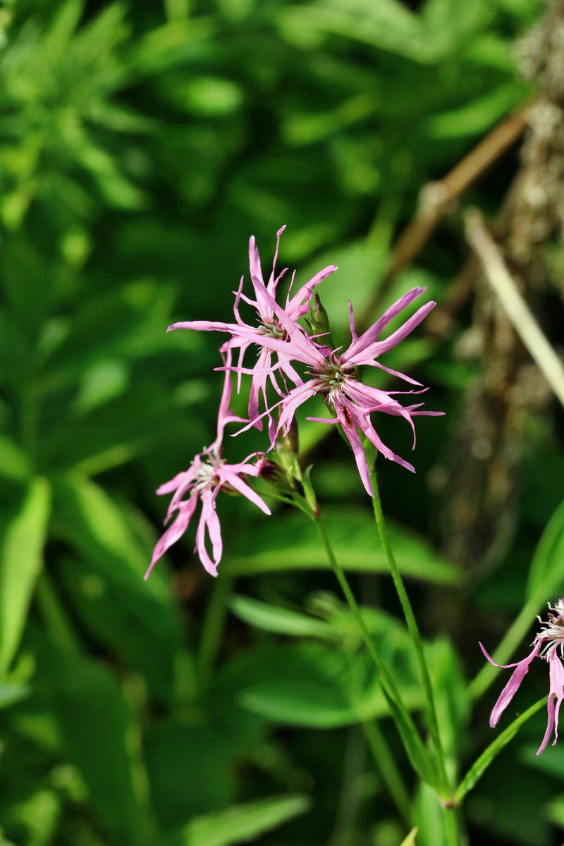 RNA_2017_05_31_7460p_Bildgr��e �ndern