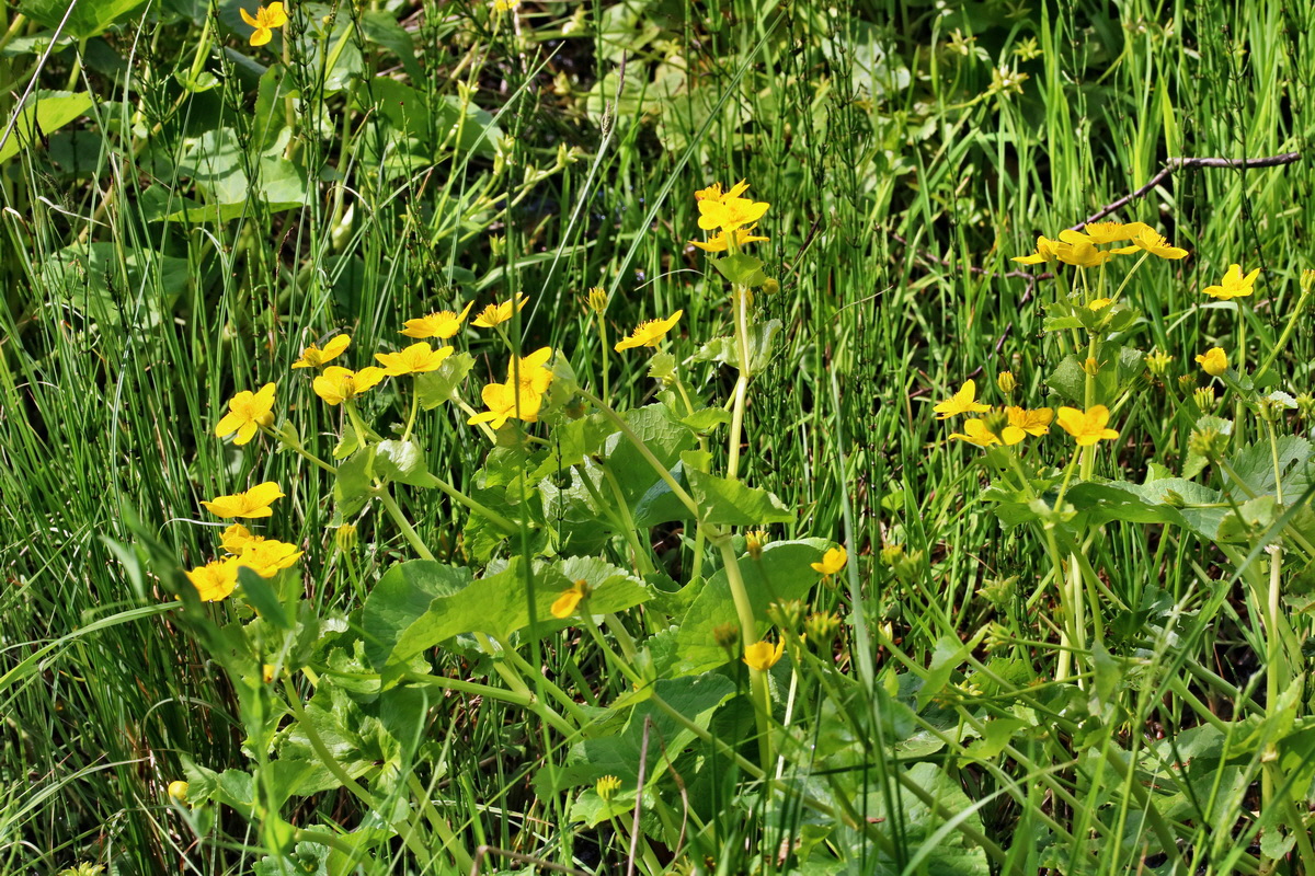 RNA_2017_05_31_7464p_Bildgr��e �ndern