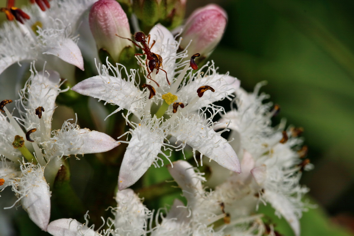 RNA_2017_05_31_7473p_Bildgr��e �ndern