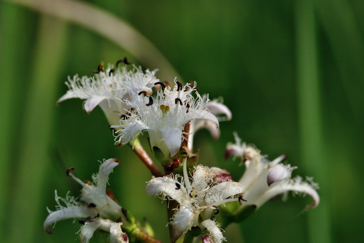 RNA_2017_05_31_7486p_Bildgr��e �ndern