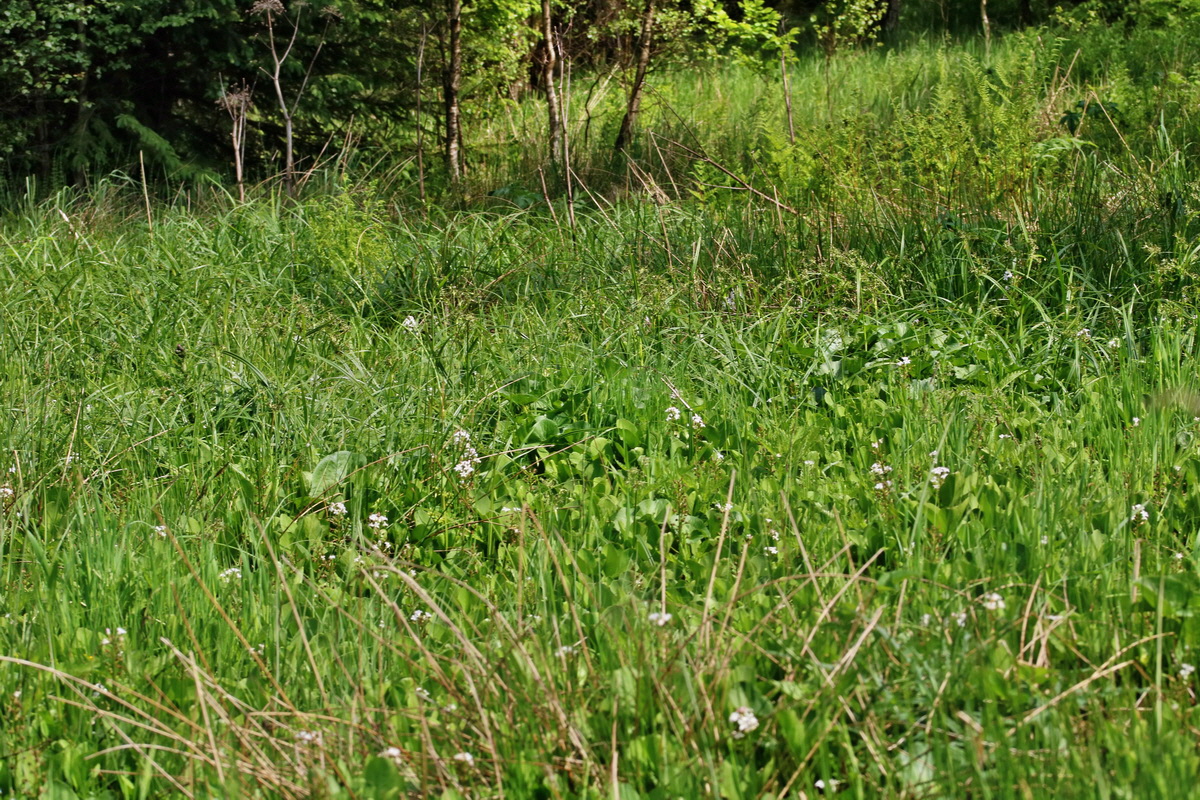 RNA_2017_05_31_7492p_Bildgr��e �ndern