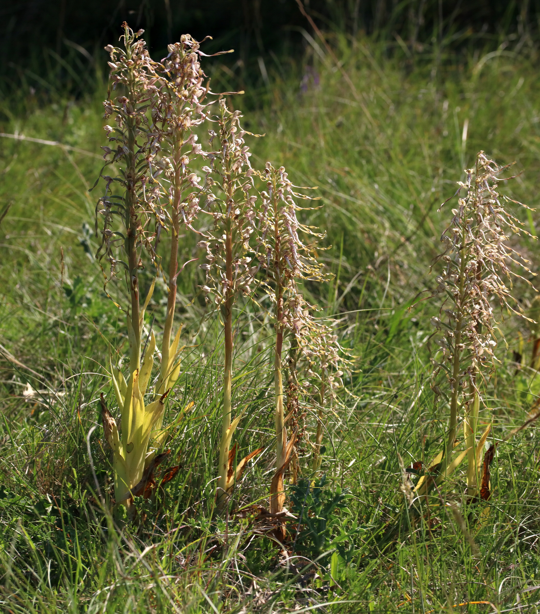 [Group 9]-2017_05_27_033725_2017_05_27_033743-19 images_Bildgr��e �ndern