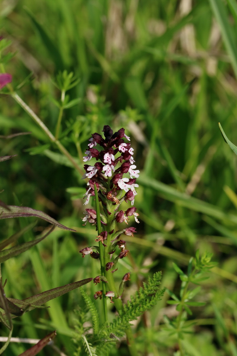 2017_05_25_030994p_Bildgr��e �ndern