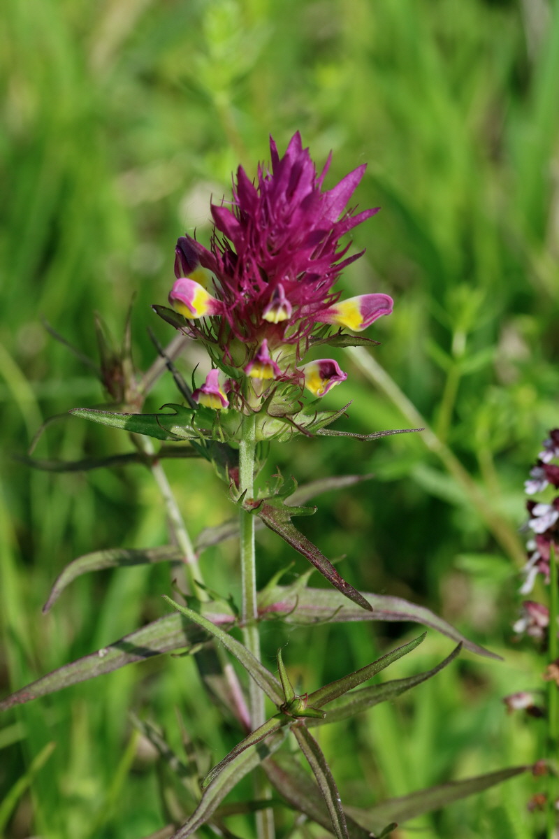 2017_05_25_030996p_Bildgr��e �ndern