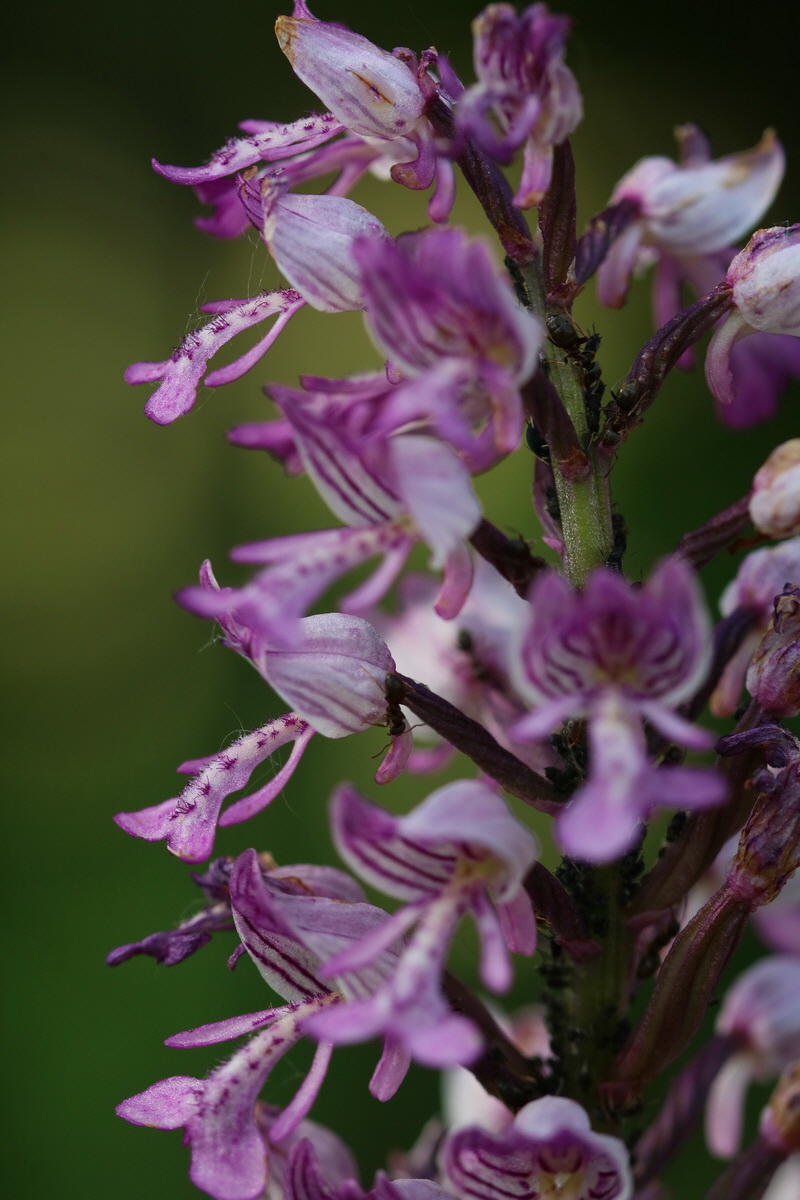 2017_05_25_031046_Bildgr��e �ndern