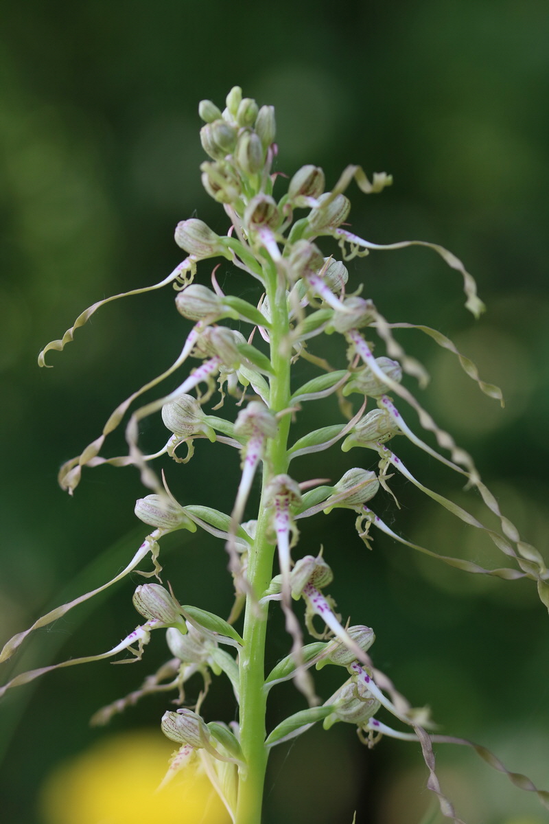 2017_05_25_031049_Bildgr��e �ndern