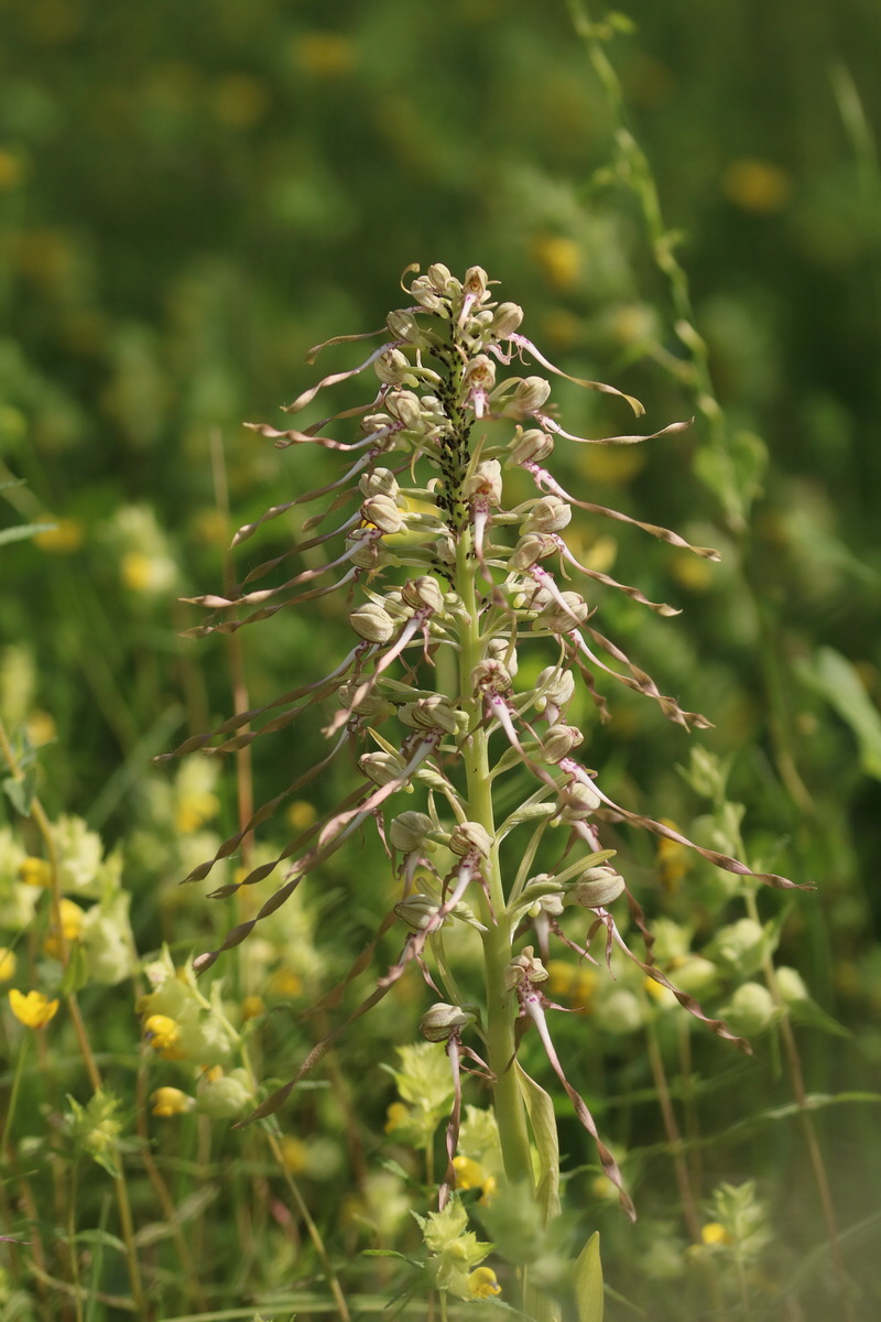 2017_05_25_031060_Bildgr��e �ndern