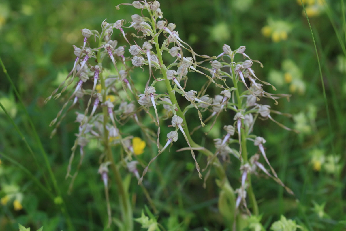 2017_05_25_031072_Bildgr��e �ndern