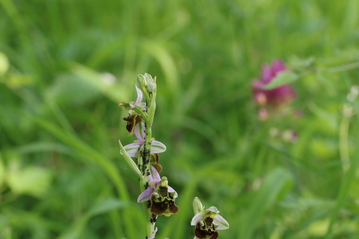 2017_05_25_031139_Bildgr��e �ndern