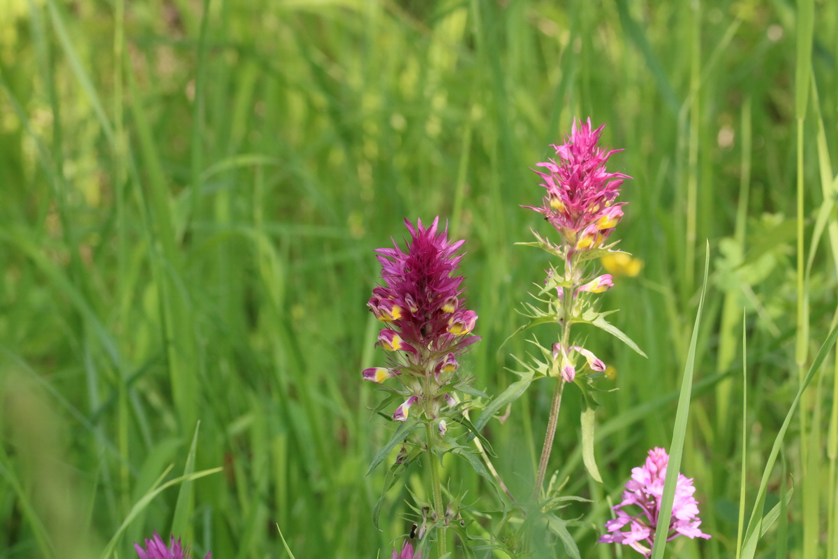 2017_05_25_031165_Bildgr��e �ndern