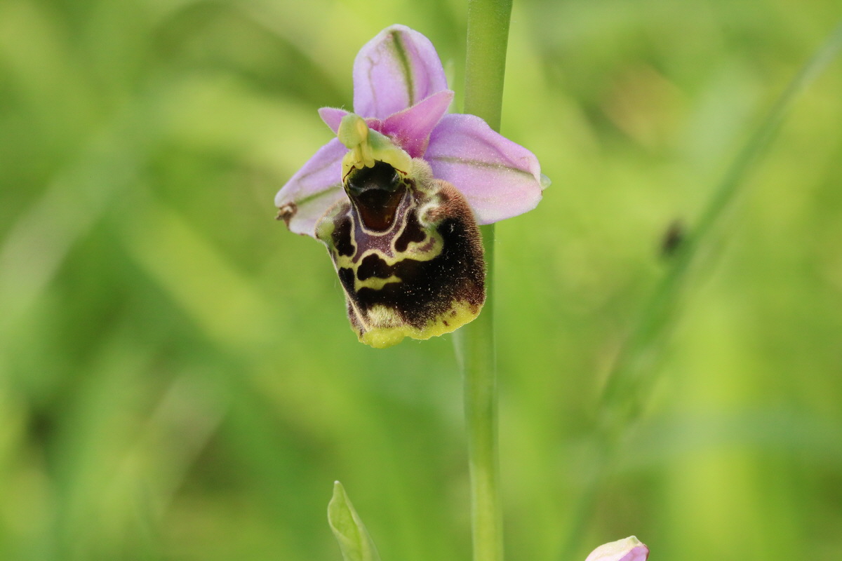 2017_05_25_031216_Bildgr��e �ndern