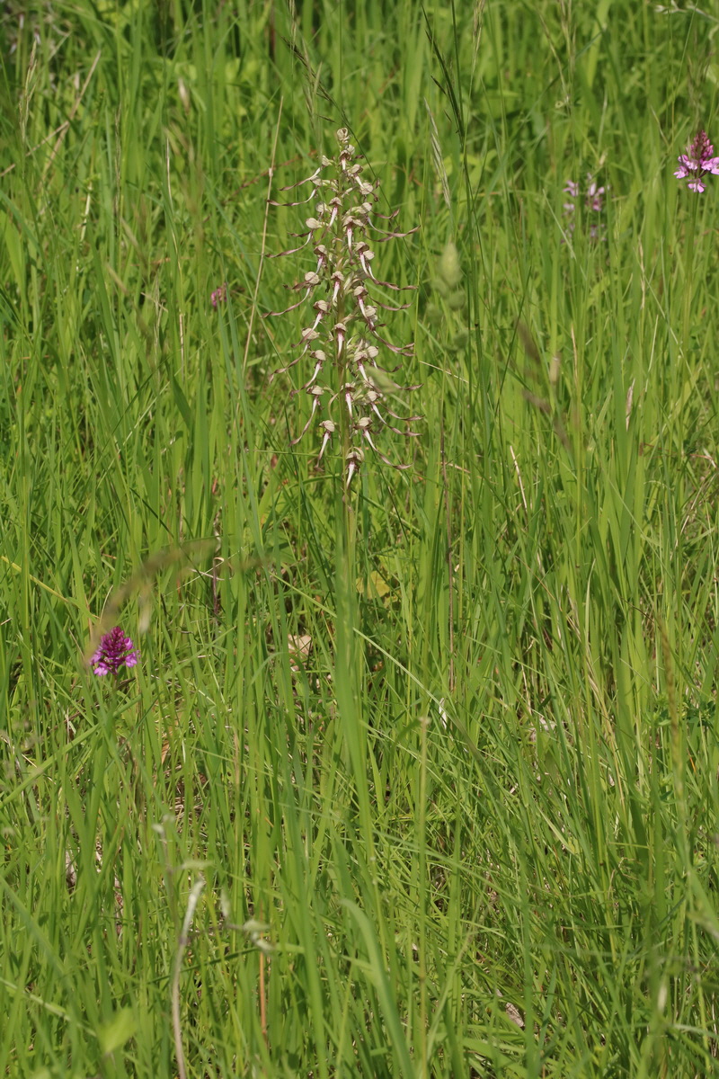 2017_05_25_031219_Bildgr��e �ndern