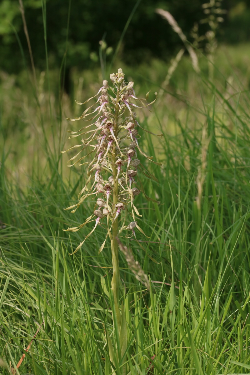 2017_05_25_031243_Bildgr��e �ndern