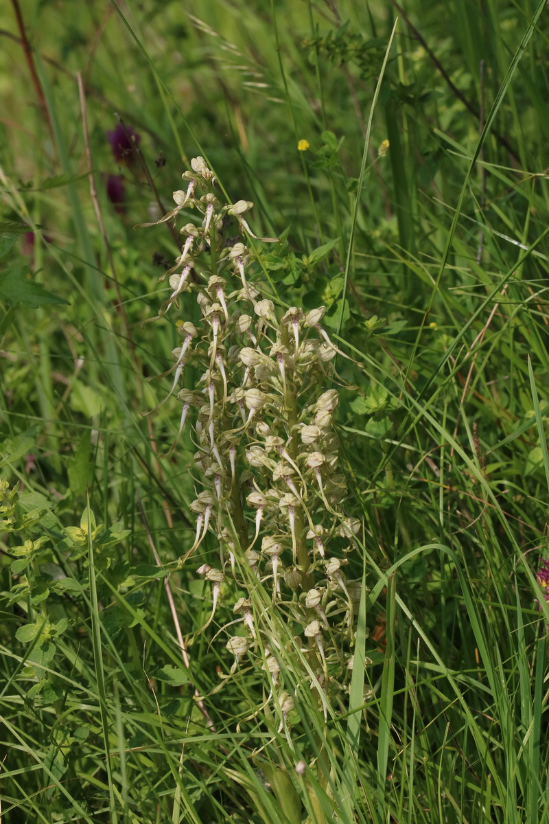 2017_05_25_031248_Bildgr��e �ndern