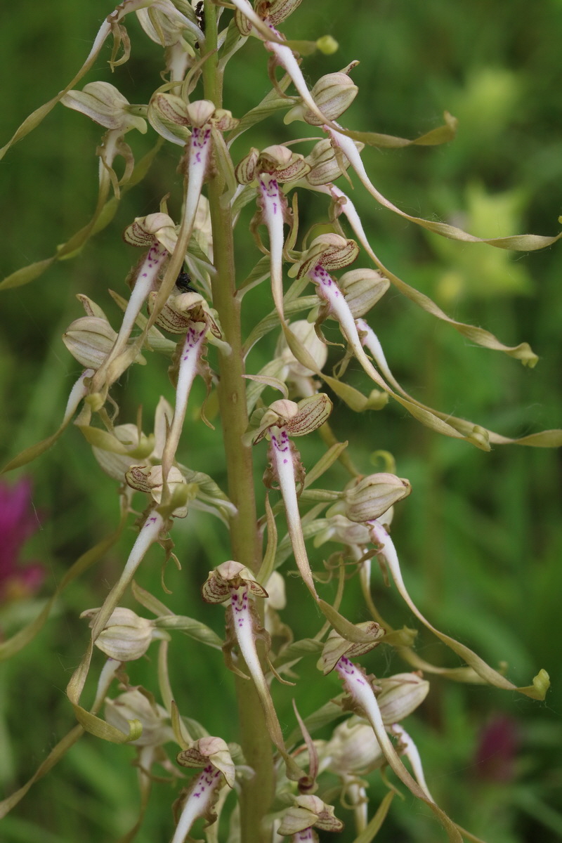 2017_05_25_031250_Bildgr��e �ndern