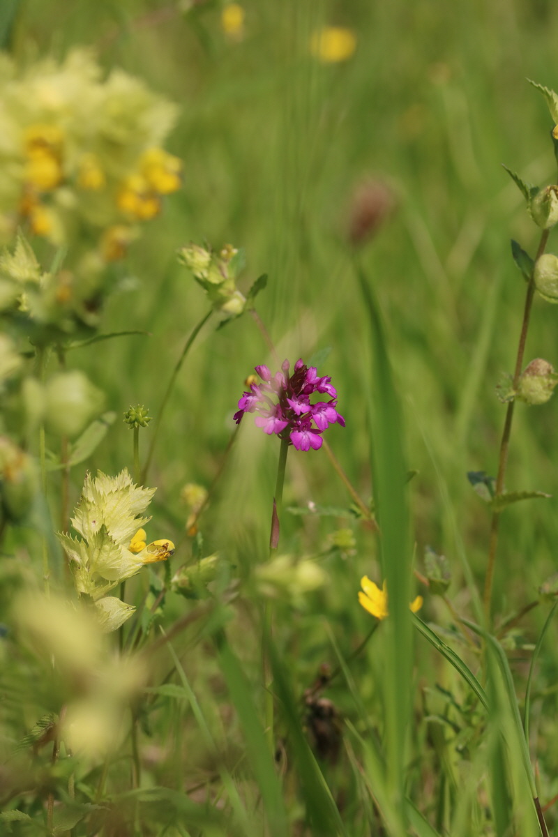 2017_05_25_031286_Bildgr��e �ndern