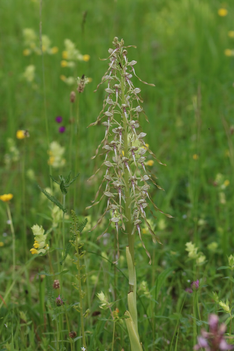 2017_05_25_031289_Bildgr��e �ndern