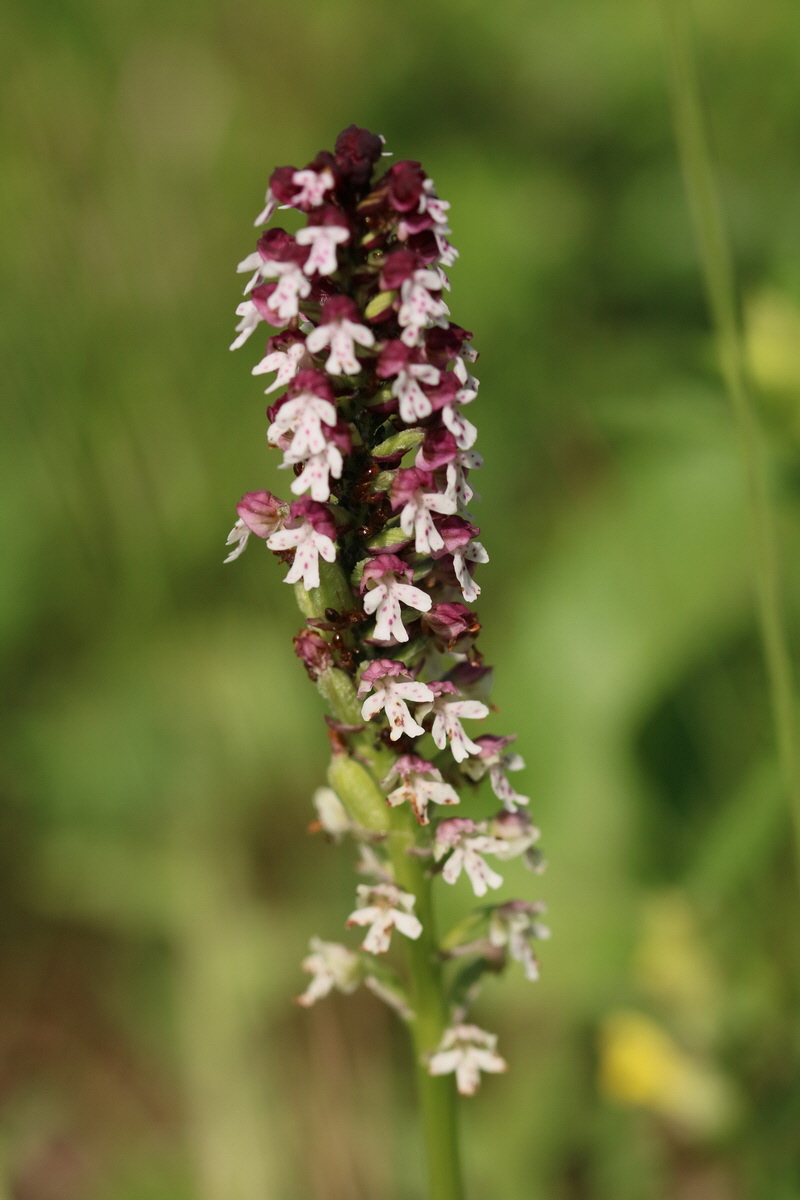 2017_05_25_031303_Bildgr��e �ndern