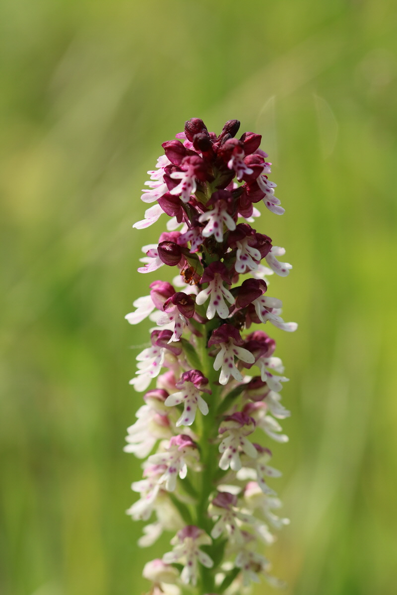 2017_05_25_031308_Bildgr��e �ndern