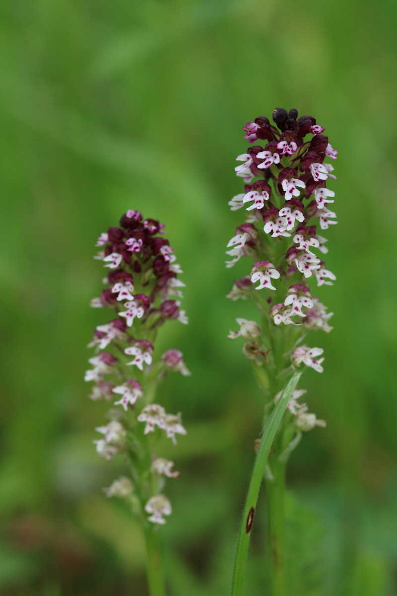 2017_05_25_031325_Bildgr��e �ndern