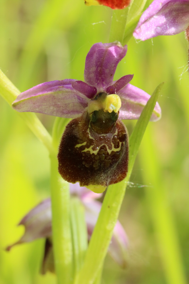 2017_05_25_031393_Bildgr��e �ndern