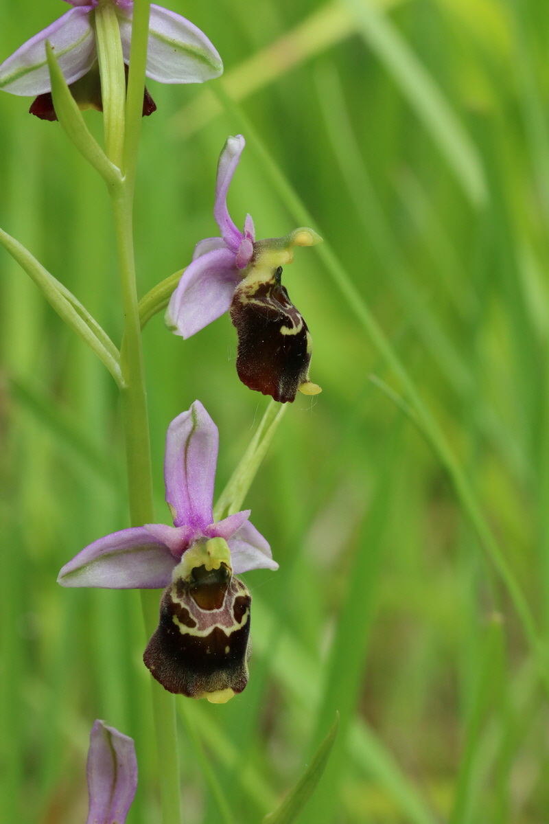 2017_05_25_031396_Bildgr��e �ndern