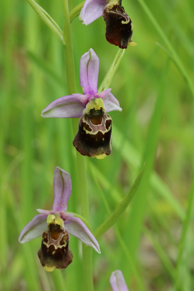 2017_05_25_031399_Bildgr��e �ndern