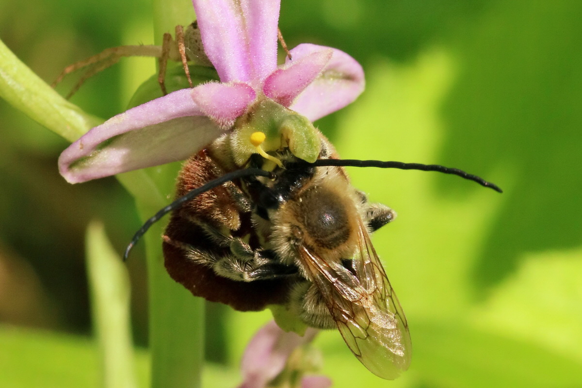 2017_05_25_031410ap_Bildgr��e �ndern