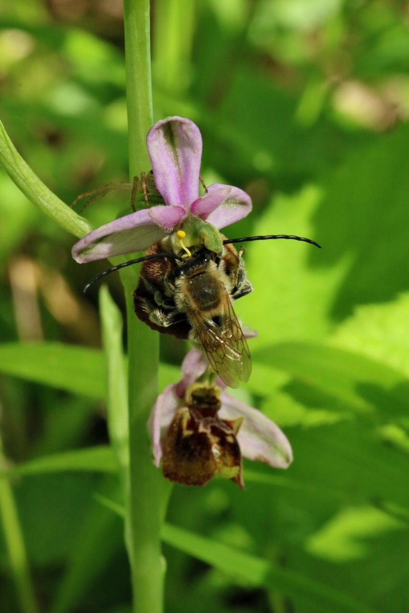 2017_05_25_031433p_Bildgr��e �ndern