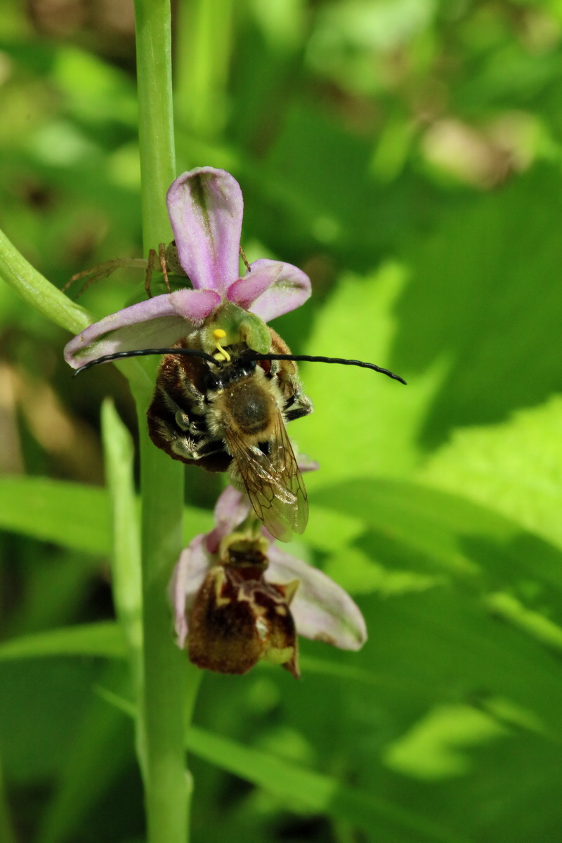 2017_05_25_031442p_Bildgr��e �ndern