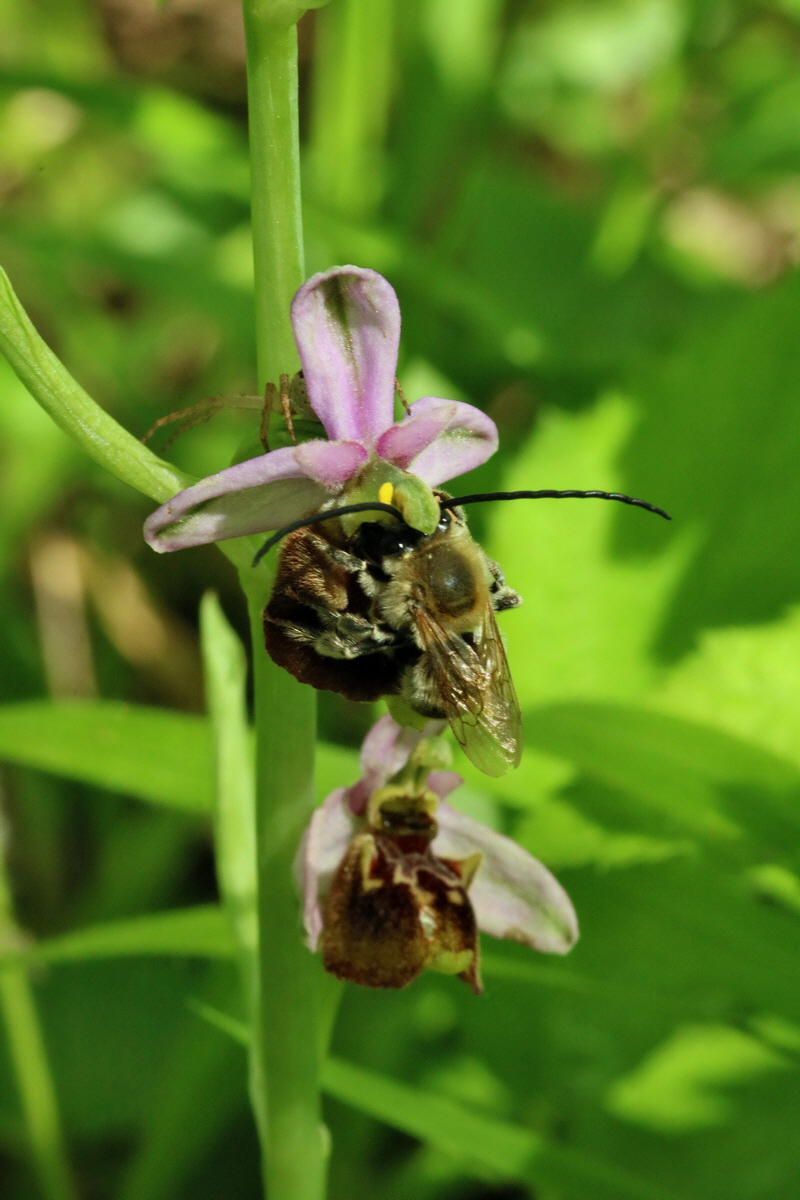 2017_05_25_031453p_Bildgr��e �ndern