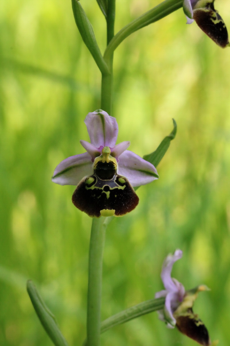 2017_05_25_031463p_Bildgr��e �ndern