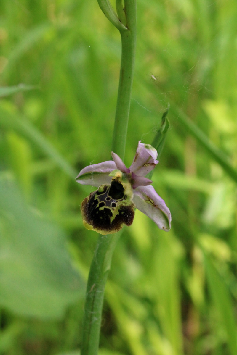 2017_05_25_031467p_Bildgr��e �ndern