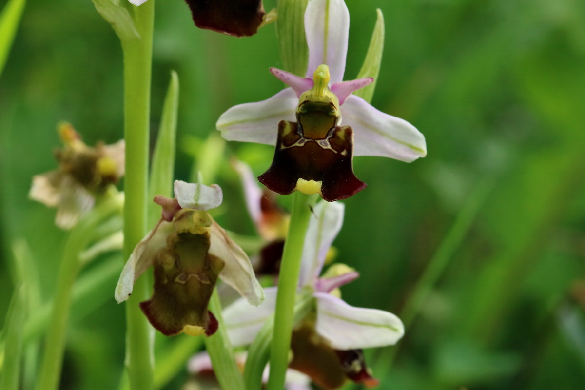 2017_05_25_031494p_Bildgr��e �ndern