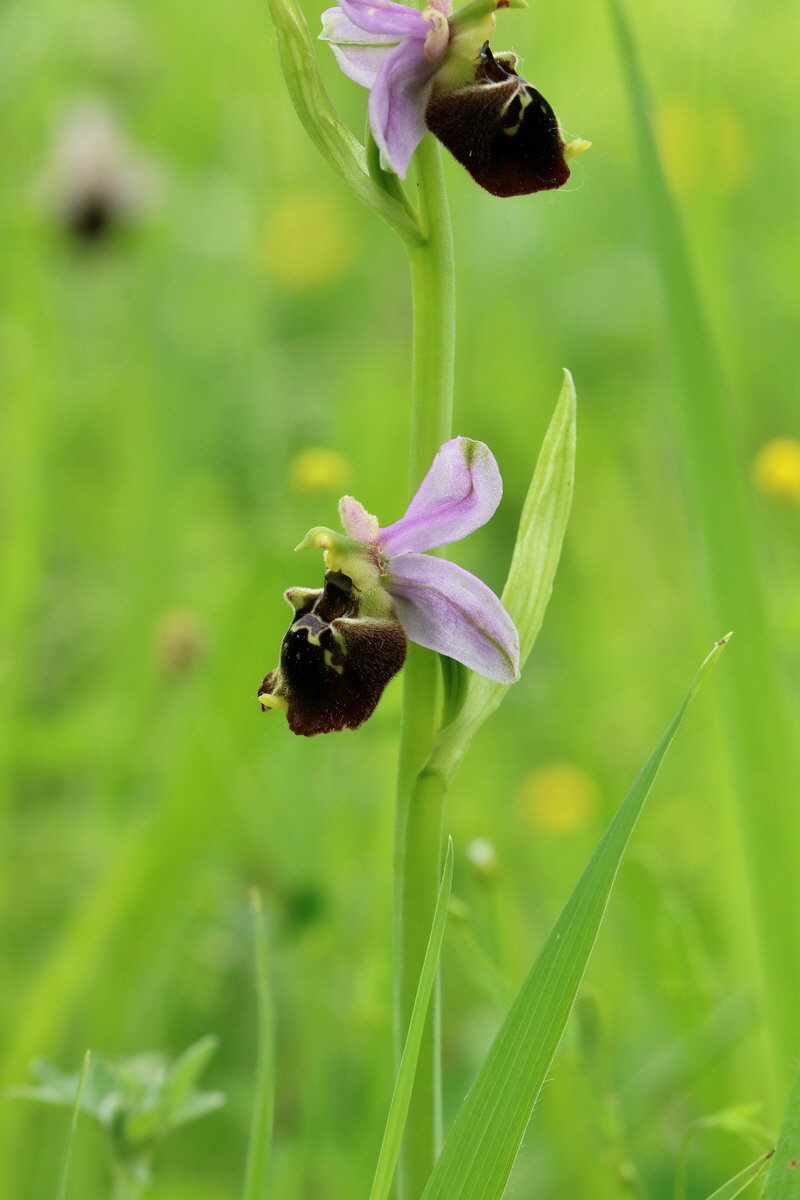 2017_05_25_031511p_Bildgr��e �ndern