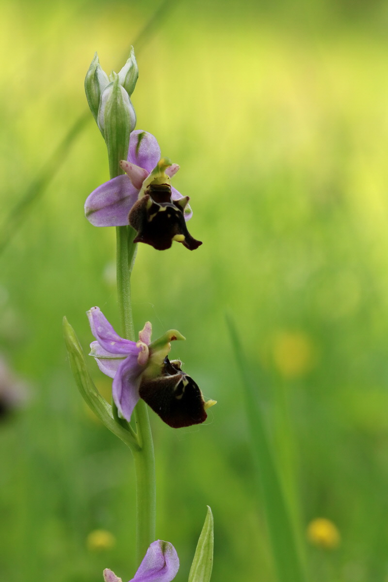 2017_05_25_031515p_Bildgr��e �ndern