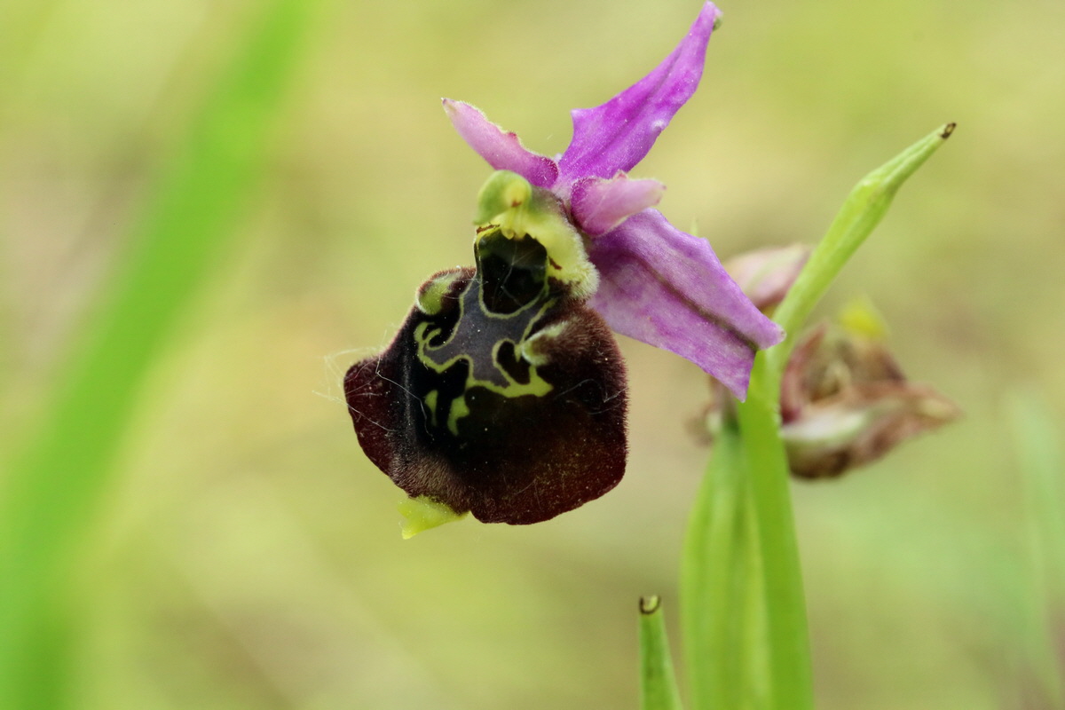 2017_05_25_031531p_Bildgr��e �ndern