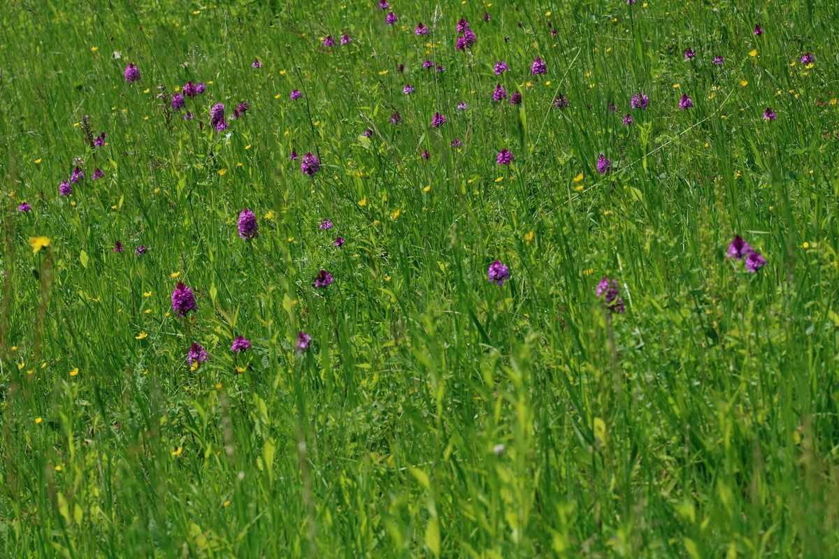 2017_05_25_031581p_Bildgr��e �ndern