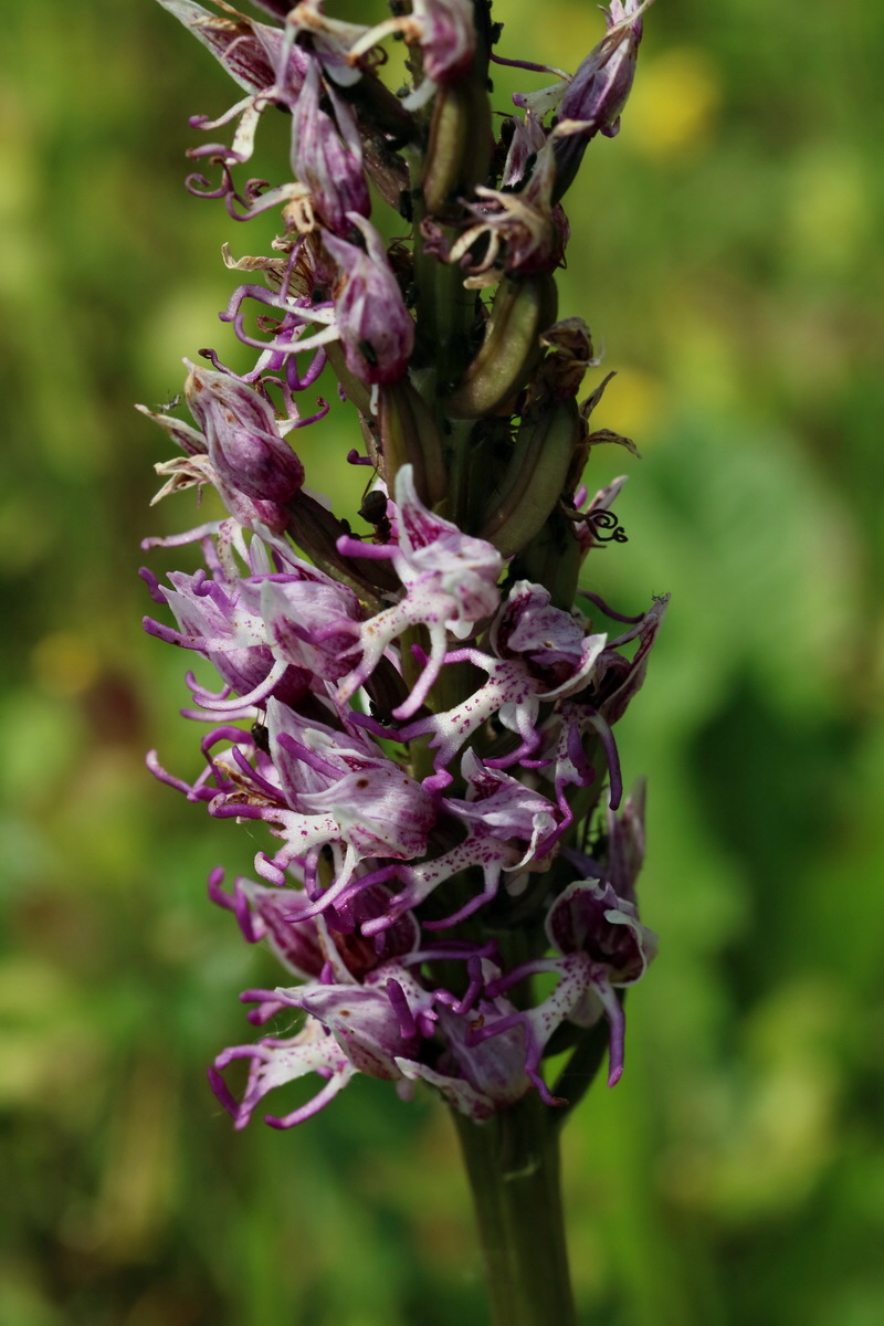 2017_05_25_031589p_Bildgr��e �ndern