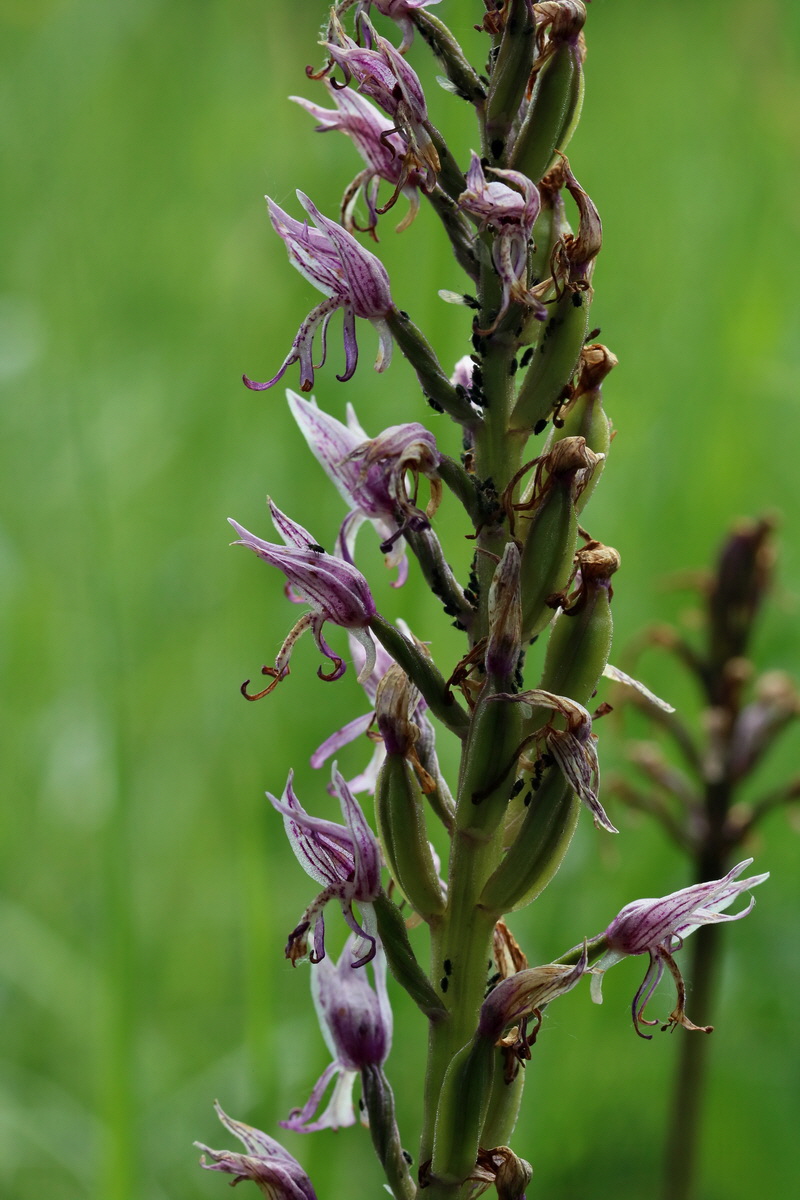 2017_05_25_031610p_Bildgr��e �ndern