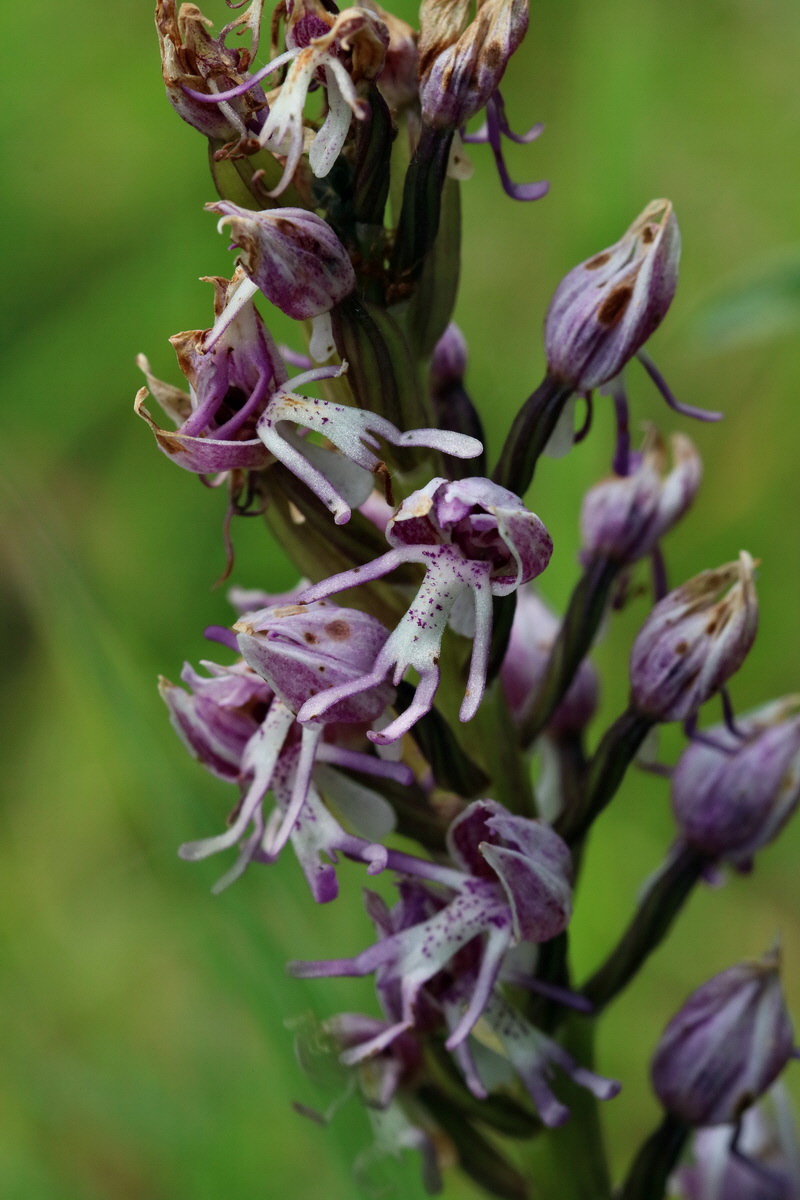 2017_05_25_031625p_Bildgr��e �ndern