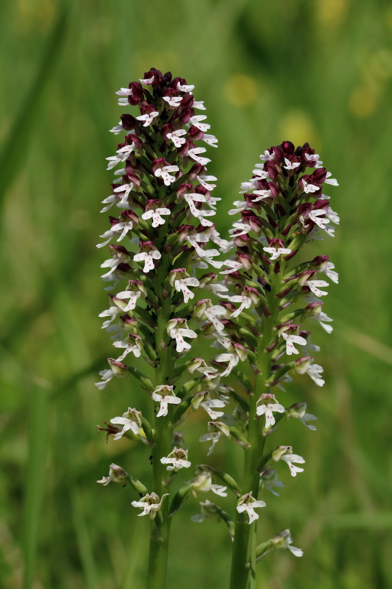 2017_05_25_031634p_Bildgr��e �ndern