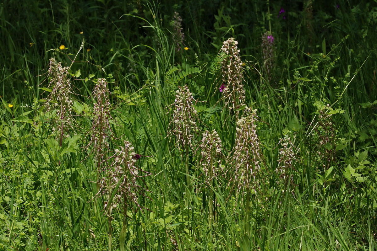 2017_05_25_031659p_Bildgr��e �ndern