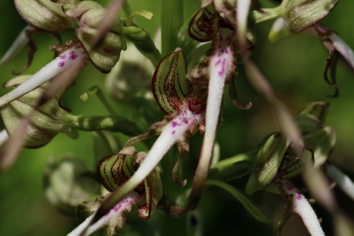 2017_05_25_031665p_Bildgr��e �ndern