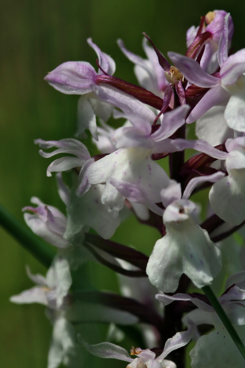 2017_05_25_031677p_Bildgr��e �ndern