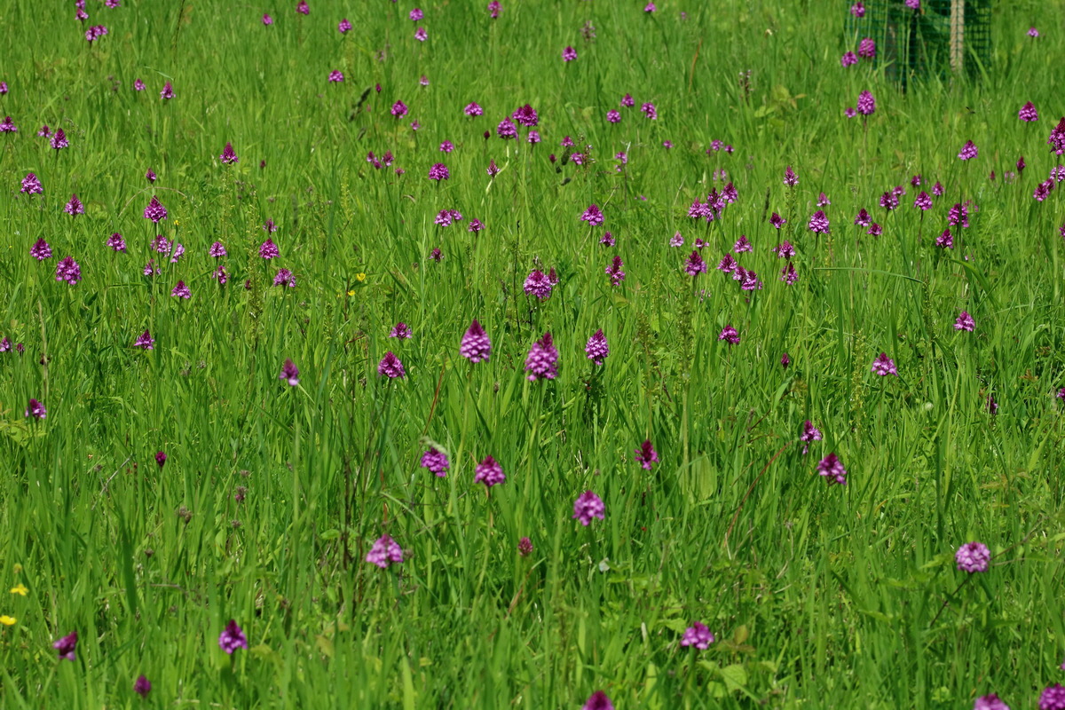 2017_05_25_031690p_Bildgr��e �ndern