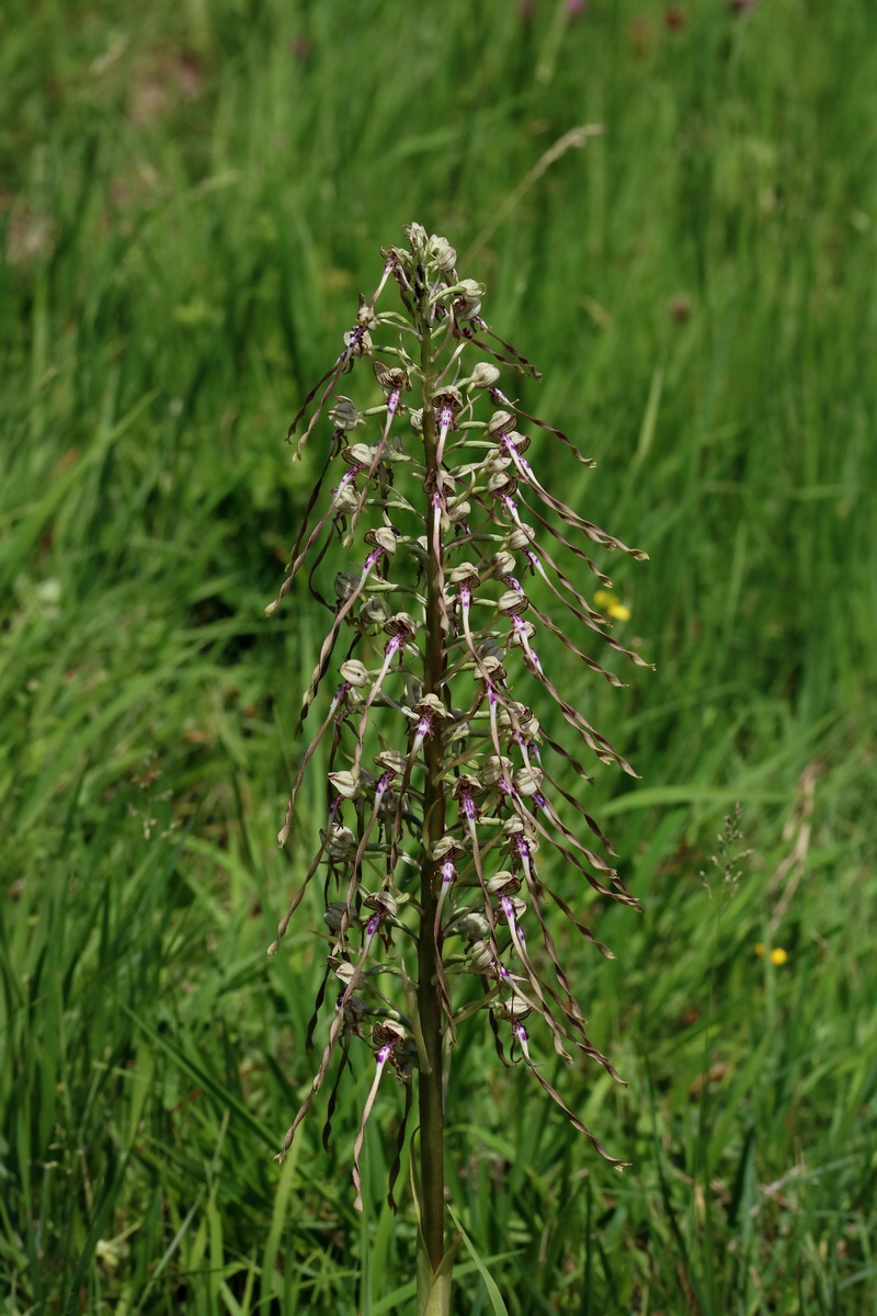 2017_05_25_031692p_Bildgr��e �ndern